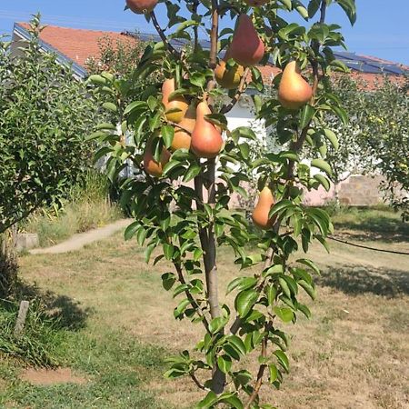 Hotel Cider&Squash, Grncarska 8, Prnjavor Batocina 외부 사진